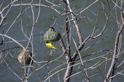 southern_masked-weaver (5)